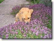 Staffordshire Bullterrier