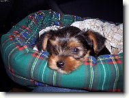 Jorkšírský terier, Yorkshire Terrier,