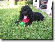 Poodle, Caniche