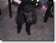 Poodle, Caniche