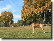 Deutsche Dogge
