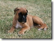 Deutscher Boxer