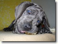 Deutsche Dogge