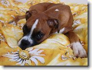 Deutscher Boxer