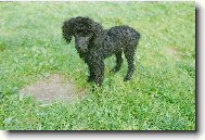 Poodle, Caniche