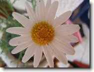 Tanacetum parthenium L\.