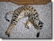 Exotic short hair cat
