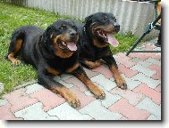Rottweiler