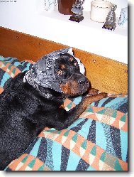 Rottweiler