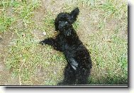 Poodle, Caniche