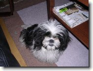 icu, Shih-Tzu