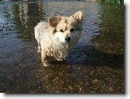 Deutscher spitz - Mittelspitz, German Spitz Medium size Spitz