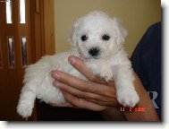 Bichon á poil frisé, Bichon Frise