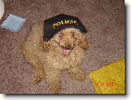 Poodle, Caniche