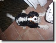 King charles spaniel \(Dog standard\)