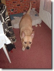 American Staffordshire Terrier