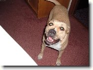 American Staffordshire Terrier