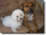 Bichon á poil frisé, Bichon Frise