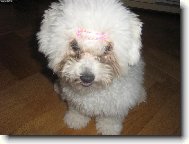 Bichon á poil frisé, Bichon Frise