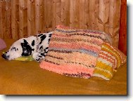 Dalmatinac, Dalmatian