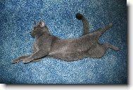 Blue-point cat