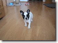 Bouledogue francais, French Bulldog