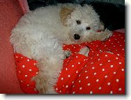 Poodle, Caniche