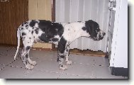 Deutsche Dogge
