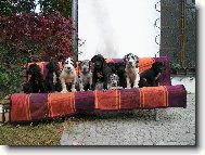 Deutsche Dogge