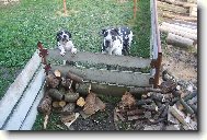 Deutsche Dogge