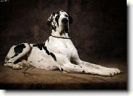 Deutsche Dogge