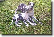 Deutsche Dogge
