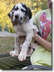 Deutsche Dogge
