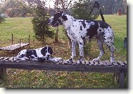 Deutsche Dogge