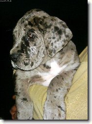 Deutsche Dogge