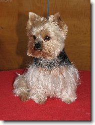 Jorkšírský terier, Yorkshire Terrier,