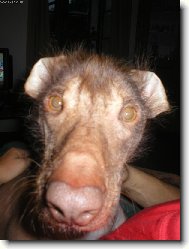 Perro Sin Pelo del Per
