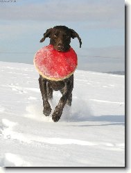 Deutscher Kurzhaariger Vorstehhund