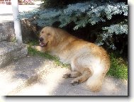 Golden Retriever
