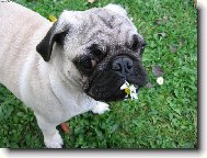 Pug