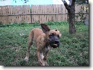 Deutsche Dogge