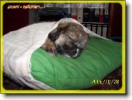 icu, Shih-Tzu