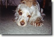 English Cocker Spaniel
