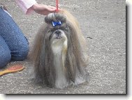 icu, Shih-Tzu