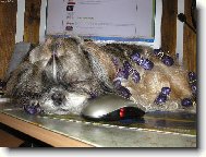 icu, Shih-Tzu