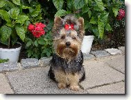 Jorkšírský terier, Yorkshire Terrier,