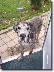Deutsche Dogge
