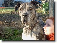Deutsche Dogge