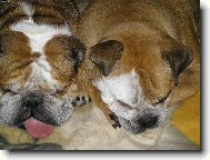 English Bulldog