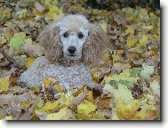 Poodle, Caniche